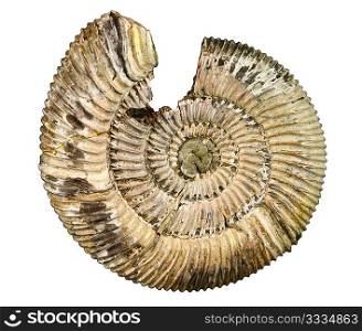 fossil sea shell isolated on white background