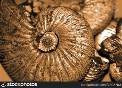fossilized ammonites background