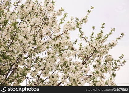 Foto of Blossom Cherry Tree (Springtime Floral Background)