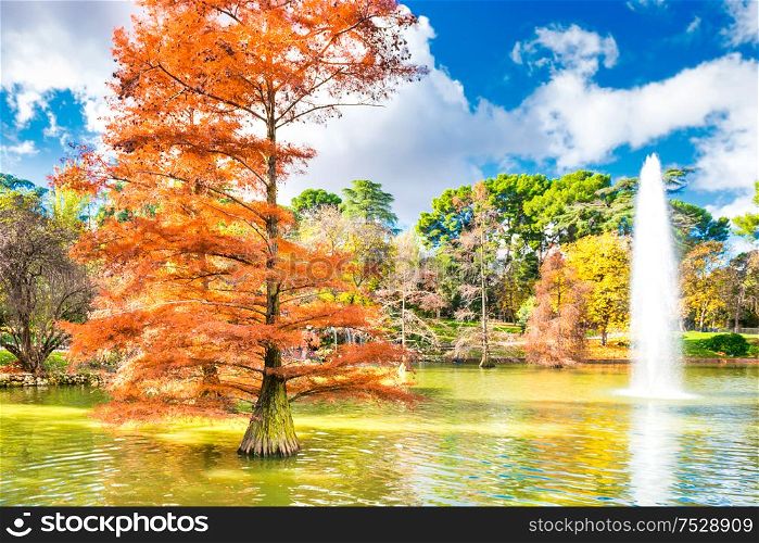 Fountain in a lake in city park among old bald cypress trees (taxodium distichum)