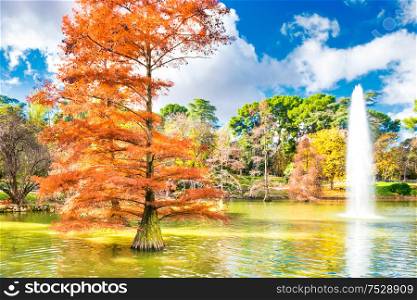 Fountain in a lake in city park among old bald cypress trees (taxodium distichum)