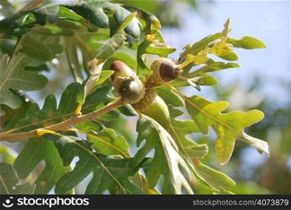 Four acorns in an oak
