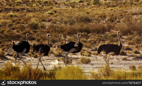 Four African Ostrichs in backlit at dawn in Kgalagadi transfrontier park, South Africa ; Specie Struthio camelus family of Struthionidae. African Ostrich in Kgalagadi transfrontier park, South Africa