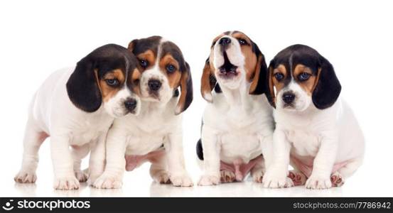 Four beautiful beagle puppies isolated on a white background
