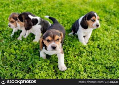Four beautiful puppies on the grass in the garden