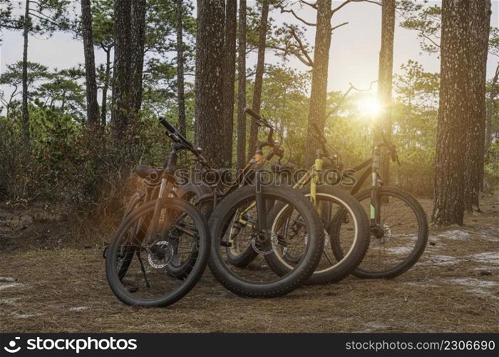 Four bicycle in forest pine in sunny day.