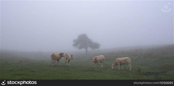 four blond calves on tranquil misty morning near lonely tree in meadow landscape