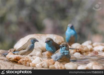 Four Blue-breasted Cordonbleu bathing in waterhole in Kruger National park, South Africa ; Specie Uraeginthus angolensis family of Estrildidae. Blue breasted Cordonbleu in Kruger National park, South Africa