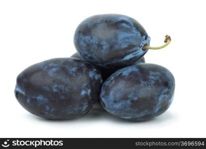 Four blue plums isolated on the white background