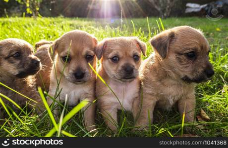 Four brown puppies playing in the grass. Four brown puppies in the grass