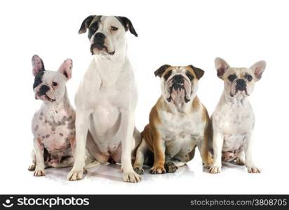 four bulldogs in front of a white background