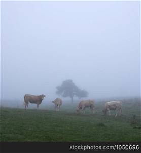 four calves on tranquil misty morning near lonely tree in meadow landscape