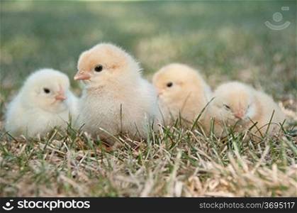 Four chicks sitting on some gass
