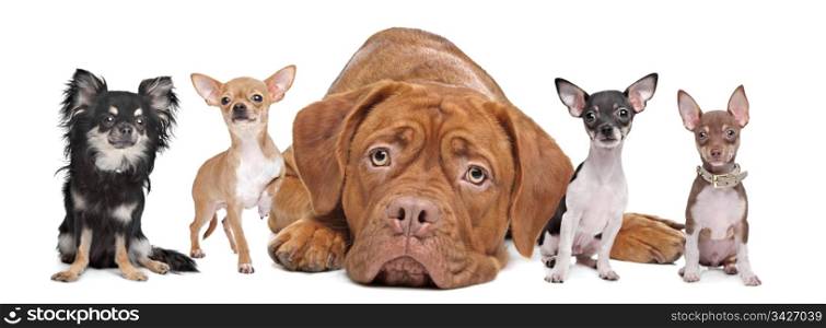 four chihuahua dogs and a Dogue de Bordeaux in front of a white background.