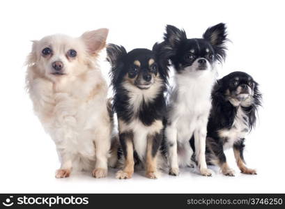 four chihuahua in front of white background