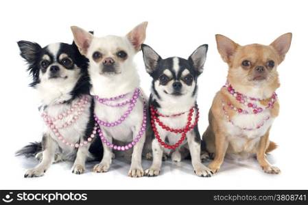 four chihuahua in front of white background