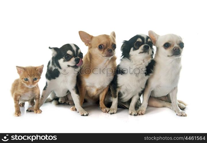 four chihuahuas and kitten in front of white background