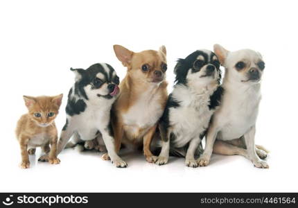 four chihuahuas and kitten in front of white background