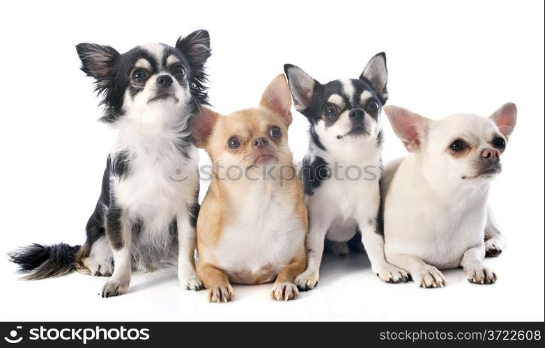 four chihuahuas in front of white background