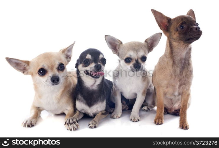 four chihuahuas in front of white background