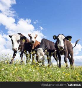 four curious calves stand in grassy meadow with yellow buttercup flowers under blue sky