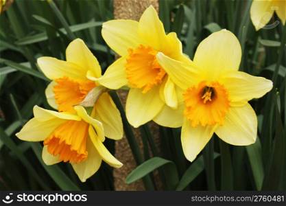Four daffodils representing the coming of spring