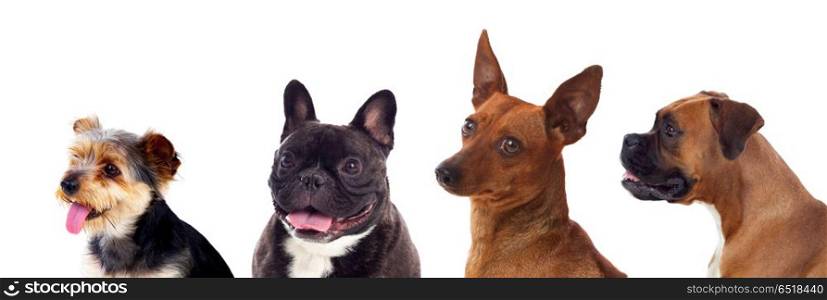 Four differents dogs . Four differents dogs isolated on a white background