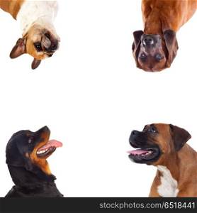 Four differents dogs. Four differents dogs isolated on a white background