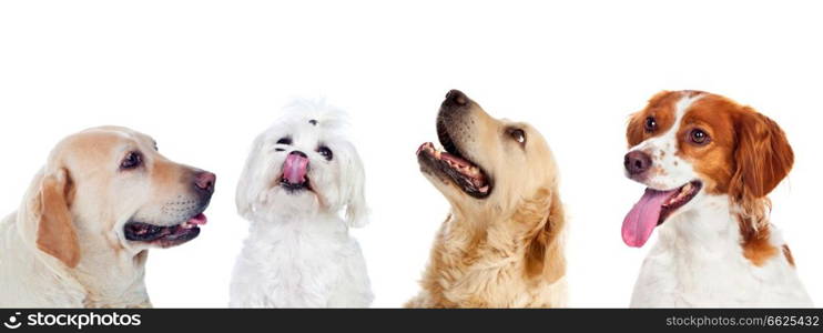 Four differents dogs isolated on a white background