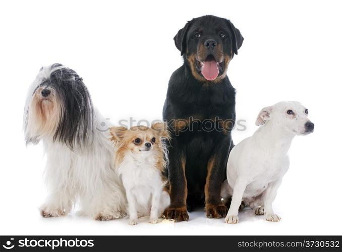four dogs in front of white background