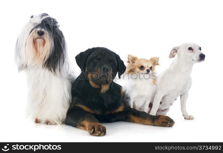 four dogs in front of white background