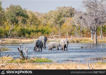 Four elephants play and drink in a large water pool by Savuti, Botswana.