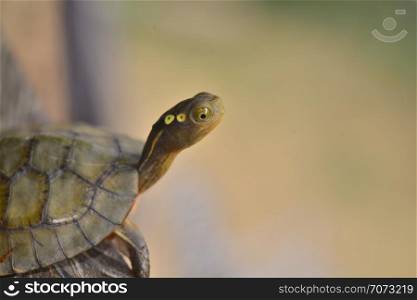 Four eyes turtle (Sacalia quadriocellata)