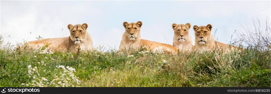 Four female lions resting in the fresh grasss