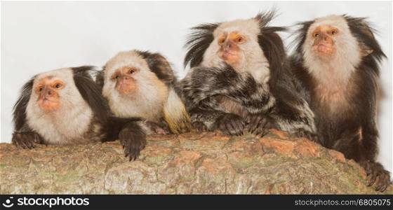 Four Geoffroy's Tufted-eared Marmosets in a dutch zoo
