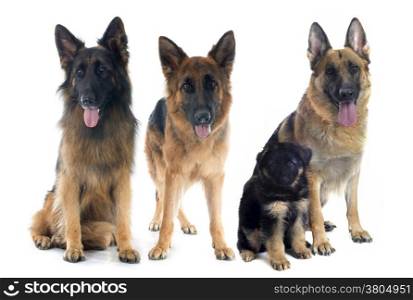 four german shepherds in front of white background