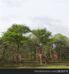 Four Giraffes stand in woodland