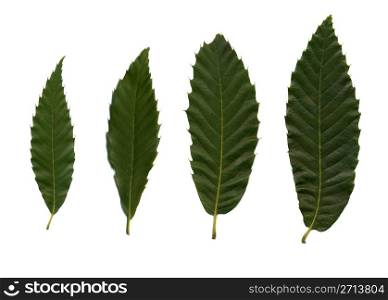 Four green leafves of chestnut on white background.