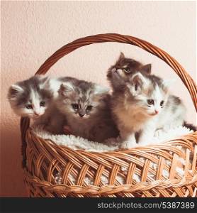 Four grey kittens in a basket with over pink wall