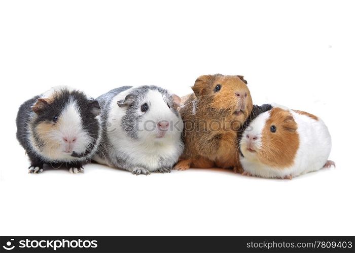 four Guinea pigs in a row isolated on white