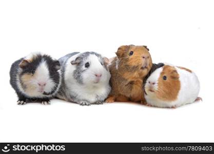 four Guinea pigs in a row isolated on white
