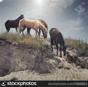 Four horses pasturing outdoors