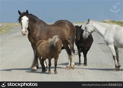 Four horses standing together, Bonavista Peninsula, Newfoundland And Labrador, Canada