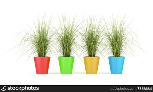 four houseplants in multycolor pots isolated on white background