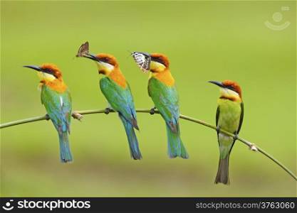 Four in one branch of Chestnut-headed Bee eater (Merops leschenaulti)