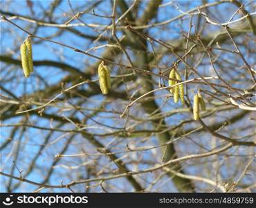 Four kittens in birch tree against blue sky.. Four kittens in birch tree against blue sky