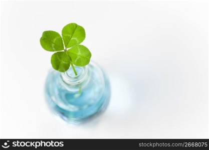 Four-leaf clover