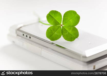 Four-leaf clover