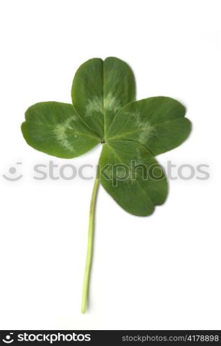 four leaved clover isolated on white background