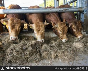 four limousin bulls feed inside open barn on organic farm in the netherlands near utrecht